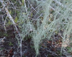 Ramalina usnea