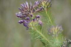 Gompholobium confertum