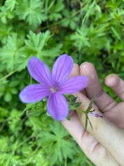 Geranium asphodeloides tauricum