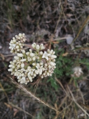 Galianthe centranthoides