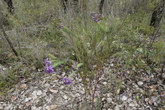 Gompholobium confertum