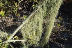 Ramalina usnea