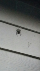 Araneidae
