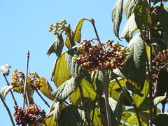 Viburnum hartwegii