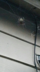Araneidae