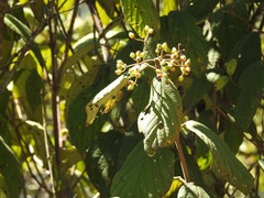 Viburnum hartwegii