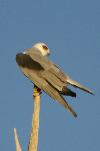 Elanus leucurus image