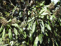 Oreopanax arcanus