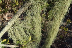Ramalina usnea