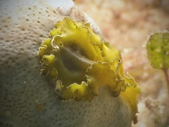 Pseudobiceros flowersi