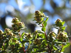 Baccharis vaccinioides
