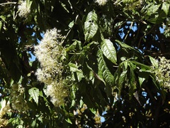 Critoniadelphus nubigenus