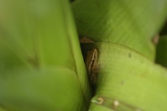 Scinax squalirostris