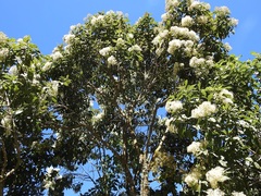 Critoniadelphus nubigenus