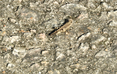 Trilophidia