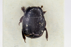 Margarinotus obscurus