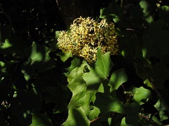 Roldana jurgensenii