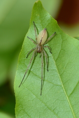 Cheiracanthium gracile