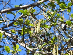 Alnus acuminata arguta