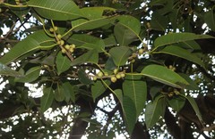 Ficus amplissima