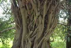 Ficus amplissima