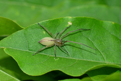 Cheiracanthium gracile