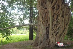 Ficus amplissima