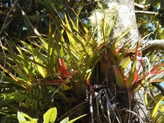 Tillandsia lautneri