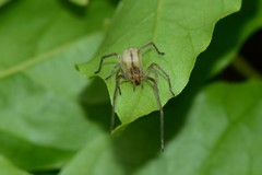 Cheiracanthium gracile