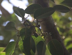 Ficus amplissima