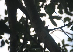 Ficus amplissima