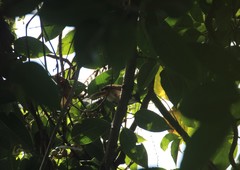 Ficus amplissima