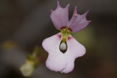 Stylidium calcaratum