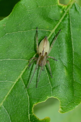 Cheiracanthium gracile