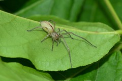 Cheiracanthium gracile