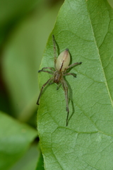 Cheiracanthium gracile