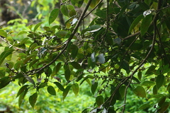 Ficus amplissima