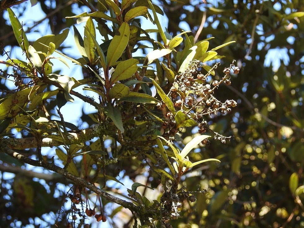 Clethra oleoides