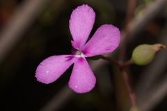 Stylidium scandens