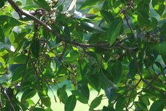 Ficus amplissima