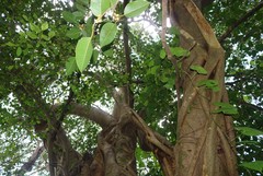 Ficus amplissima