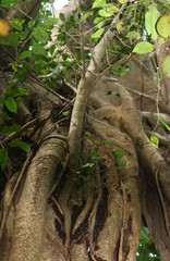 Ficus amplissima