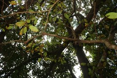 Ficus amplissima
