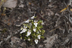 Stylidium androsaceum