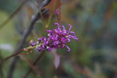 Grevillea quercifolia