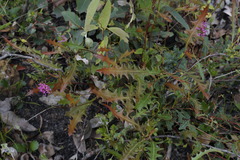 Grevillea quercifolia