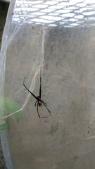 Latrodectus mactans