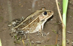 Pelophylax nigromaculatus