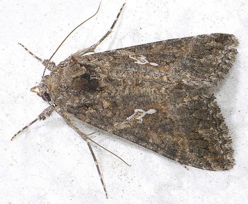 Cabbage Looper Moth