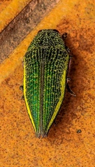 Psiloptera attenuata